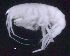  ( - SB_8-5S_Oedi29_2015_1)  @11 [ ] CreativeCommons  Attribution Non-Commercial Share-Alike (2021) Anna Jazdzewska University of Lodz, Dept of Invertebrate Zoology and Hydrobiology