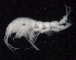  ( - SB_9-7E_Oedi26_2015_1)  @11 [ ] CreativeCommons  Attribution Non-Commercial Share-Alike (2021) Anna Jazdzewska University of Lodz, Dept of Invertebrate Zoology and Hydrobiology