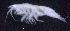  ( - SB_9-7S_Oedi23_2015_1)  @11 [ ] CreativeCommons  Attribution Non-Commercial Share-Alike (2021) Anna Jazdzewska University of Lodz, Dept of Invertebrate Zoology and Hydrobiology