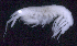  ( - SB_9-7S_Oedi23_2015_2)  @11 [ ] CreativeCommons  Attribution Non-Commercial Share-Alike (2021) Anna Jazdzewska University of Lodz, Dept of Invertebrate Zoology and Hydrobiology