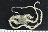  (Ophiolimna bairdi - ZMBN_138726)  @11 [ ] Creative Commons BY NC SA (2021) University of Bergen Natural History Collections