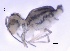  (Heterosminthurus novemlineatus - SOS_COLLEMBOLA_362)  @11 [ ] by (2013) Cornelya Klutsch Norwegian Institute of Bioeconomy Research (NIBIO)