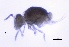  (Arrhopalites secundarius - SOS_COLLEMBOLA_424)  @11 [ ] Unspecified (default): All Rights Reserved  Unspecified Unspecified