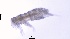  (Marisotoma - SOS_COLLEMBOLA_462)  @11 [ ] Unspecified (default): All Rights Reserved  Unspecified Unspecified