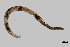  (Prionchulus kralli - NEMA-40988-A1)  @11 [ ] by-nc (2023) Oleksandr Holovachov Swedish Museum of Natural History