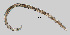  (Anaplectus grandepapillatus - NEMA-40988-B5)  @11 [ ] by-nc (2023) Oleksandr Holovachov Swedish Museum of Natural History