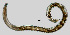  (Aporcelaimellus pycnus - NEMA-40988-G9)  @11 [ ] by-nc (2023) Oleksandr Holovachov Swedish Museum of Natural History