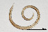  (Metaporcelaimus - NEMA-40989-C9)  @11 [ ] by-nc (2024) Oleksandr Holovachov Swedish Museum of Natural History