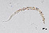  (Plectus longicaudatus - NEMA-40989-E9)  @11 [ ] by-nc (2024) Oleksandr Holovachov Swedish Museum of Natural History