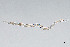  (Pseudacrobeles elongatus - NEMA-40991-A1)  @11 [ ] by-nc (2024) Oleksandr Holovachov Swedish Museum of Natural History