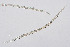  (Anguininae - NEMA-40991-A6)  @11 [ ] by-nc (2024) Oleksandr Holovachov Swedish Museum of Natural History