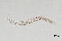  (Tylocephalus - NEMA-40991-C1)  @11 [ ] by-nc (2024) Oleksandr Holovachov Swedish Museum of Natural History