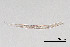  (Ereptonema arcticum - NEMA-40991-D3)  @11 [ ] by-nc (2024) Oleksandr Holovachov Swedish Museum of Natural History