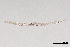  (Plectus parvus - NEMA-40991-D8)  @11 [ ] by-nc (2024) Oleksandr Holovachov Swedish Museum of Natural History