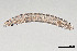  (Criconematinae - NEMA-40991-G10)  @11 [ ] by-nc (2024) Oleksandr Holovachov Swedish Museum of Natural History