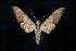  (Ambulyx sericeipennis okurai - JCM-TWN-0005)  @15 [ ] CreativeCommons - Attribution (2010) Unspecified Centre for Biodiversity Genomics