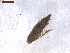  (Phyllonorycter pseudogrewiella - CLV7569)  @11 [ ] CreativeCommons  Attribution Non-Commercial Share-Alike (2019) Carlos Lopez Vaamonde Institut National de la Recherche Agronomique, Zoologie Forestiere