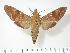  (Nephele comma - BC-Hax3400)  @14 [ ] Copyright (2010) Unspecified Research Collection of Jean Haxaire