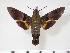  (Macroglossum faro - BC-Hax4035)  @15 [ ] Copyright (2010) Unspecified Research Collection of Jean Haxaire