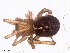  (Steatoda sabulosa - IFM-0479)  @11 [ ] Unspecified (default): All Rights Reserved  Unspecified MACN