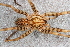 (Xenoctenidae - LNP-04554)  @15 [ ] CreativeCommons - Attribution Non-Commercial Share-Alike (2015) Unspecified Museo Argentino de Ciencias Naturales