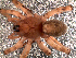  (Allocosa brasiliensis - LNP-04335)  @14 [ ] CreativeCommons - Attribution Non-Commercial Share-Alike (2013) Luis N. Piacentini Museo Argentino de Ciencias Naturales