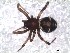  (Steatoda iheringi - IFM-0492)  @11 [ ] Unspecified (default): All Rights Reserved  Unspecified MACN