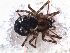  (Notholepthyphantes australis - MLB 04414)  @11 [ ] CreativeCommons - Attribution Non-Commercial Share-Alike (2015) Matias A. Izquierdo Museo Argentino de Ciencias Naturales