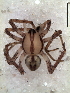  (Arachosia albiventris - GDR 0128)  @13 [ ] CreativeCommons - Attribution Non-Commercial Share-Alike (2012) Mariana L. Barone Museo Argentino de Ciencias Naturales