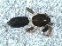  (Scotophaeus cf. indet - vchGFA-0033)  @11 [ ] CreativeCommons  Attribution Non-Commercial Share-Alike (2015) Unspecified Museo Argentino de Ciencias Naturales