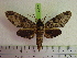  (Psilogramma penumbra - BC-LTM-145)  @14 [ ] Copyright (2010) Unspecified Research Collection of James P. Tuttle