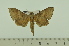  (Polyptychus auriguttatus auriguttatus - SP15320)  @14 [ ] Copyright (2010) Pierre Schmit Research Collection of Pierre Schmit