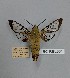  (Hemaris venata - BC-RBL001)  @11 [ ] Copyright (2019) Rob Lachlan Research Collection of Rob Lachlan