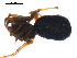  (Tarsiphantes latithorax - BIOUG00626-H05)  @12 [ ] CC-0  G. Blagoev 2010 Unspecified