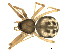  (Lepthyphantes furcillifer - BIOUG00164-B09)  @13 [ ] CC-0  G. Blagoev 2010 Unspecified