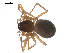  (Linyphiidae - BIOUG00167-D08)  @16 [ ] CC-0  G. Blagoev 2010 Unspecified