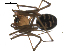  (Oreophantes - BIOUG00509-A09)  @12 [ ] CC-0  G. Blagoev 2010 Unspecified