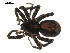 (Pardosa mackenziana - BIOUG00509-F08)  @14 [ ] CC-0  G. Blagoev 2010 Unspecified