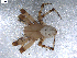  (Araneus trifolium - BIOUG00512-H05)  @14 [ ] CC-0  G. Blagoev 2010 Unspecified