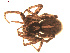  (Pardosa anomala - BIOUG00521-B09)  @14 [ ] CC-0  G. Blagoev 2010 Unspecified