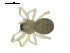  (Scotinotylus patellatus - BIOUG00529-F02)  @14 [ ] CC-0  G. Blagoev 2010 Unspecified