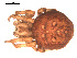  ( - 09PROBE-1978-489)  @13 [ ] CreativeCommons - Attribution (2009) Gergin Blagoev, Centre for Biodiversity Genomics Centre for Biodiversity Genomics