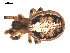  ( - 09PROBE-912)  @13 [ ] CreativeCommons - Attribution (2009) Gergin Blagoev, Centre for Biodiversity Genomics Centre for Biodiversity Genomics