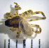  (Alopecosa solitaria - CCDB-12175-B10)  @13 [ ] Copyright  Y. Alekseenko 2011 Unspecified
