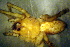  (Pardosa sp1-AAN - CCDB-10206-B08)  @11 [ ] Copyright  A. Nadolny 2011 Unspecified
