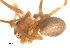  (Antrohyphantes sophianus - BGSPI-03-C05)  @13 [ ] CreativeCommons - Attribution  Gergin Blagoev, Centre for Biodiversity Genomics Centre for Biodiversity Genomics