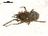  (Tenuiphantes jacksoni - BIOUG00040-F02)  @12 [ ] Copyright  G. Blagoev 2010 Unspecified