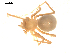  (Troglohyphantes mlejneki - BIOUG00040-H06)  @12 [ ] Copyright  G. Blagoev 2010 Unspecified