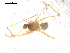  (Troglohyphantes mlejneki - BIOUG00040-H07)  @12 [ ] Copyright  G. Blagoev 2010 Unspecified