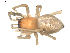  (Cheiracanthium montanum - BIOUG00160-D08)  @13 [ ] Copyright  G. Blagoev 2010 Unspecified